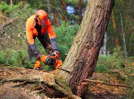 Best Emergency Tree Removal  in Banning, CA