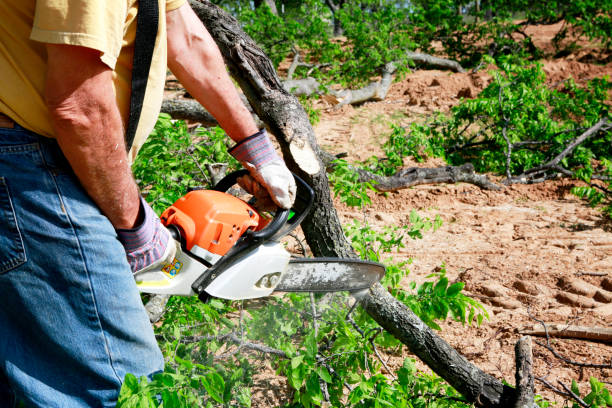 Best Pest Control for Lawns  in Banning, CA